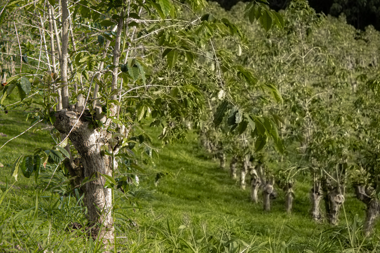 The Heavenly Chronicles: The One Where We Learn How To Prune Coffee Trees