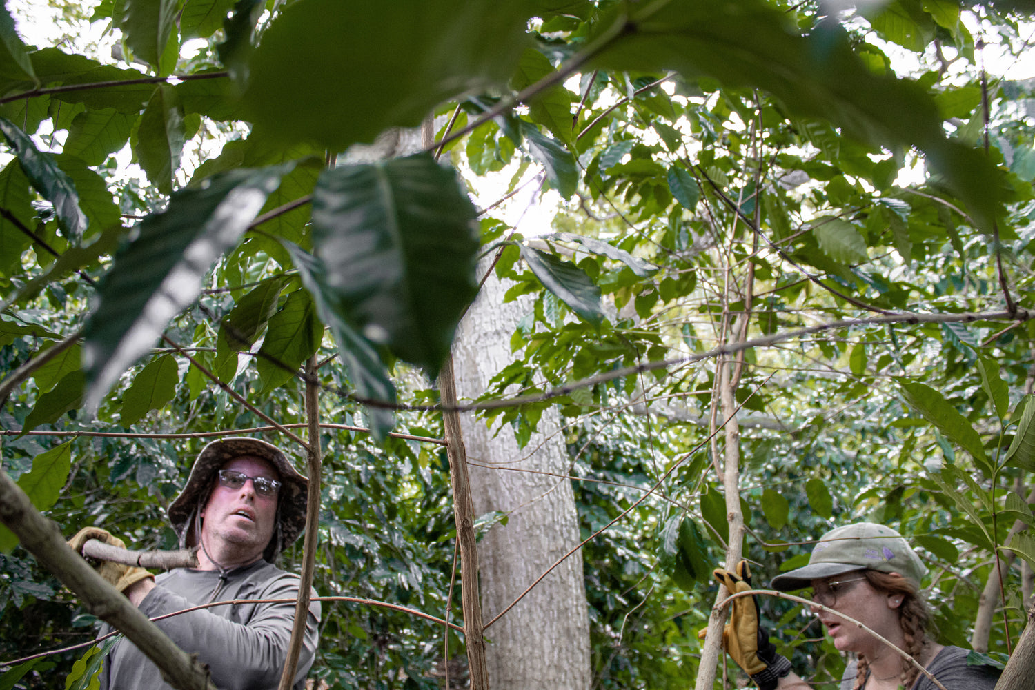 The Heavenly Chronicles: The Jungle at Dave's Place