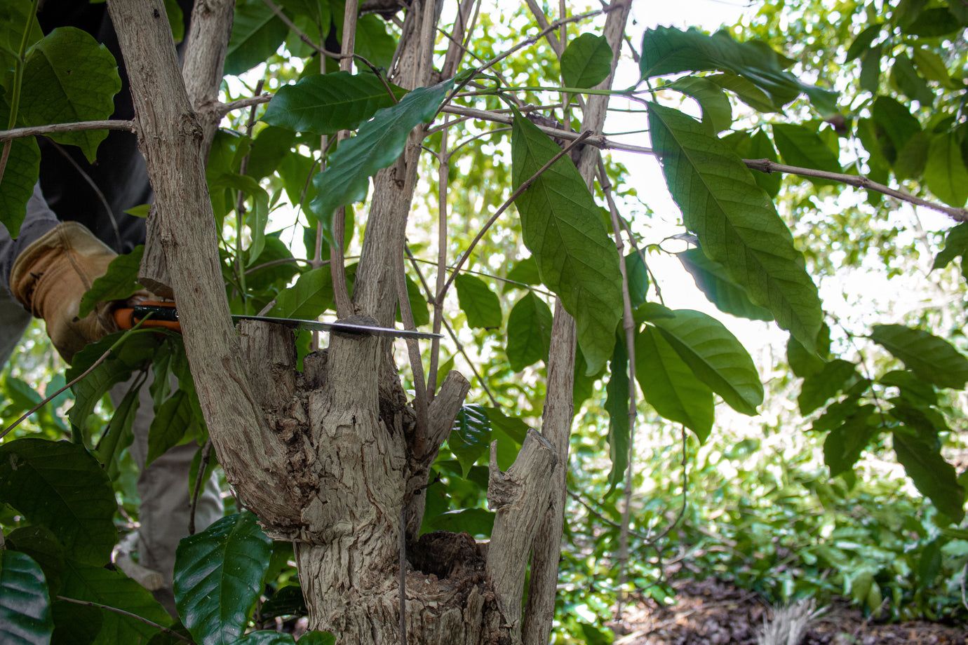 The Beaumont - Fukunaga Vertical Pruning Method
