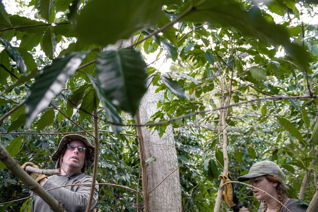 The Heavenly Chronicles: The Jungle at Dave's Place