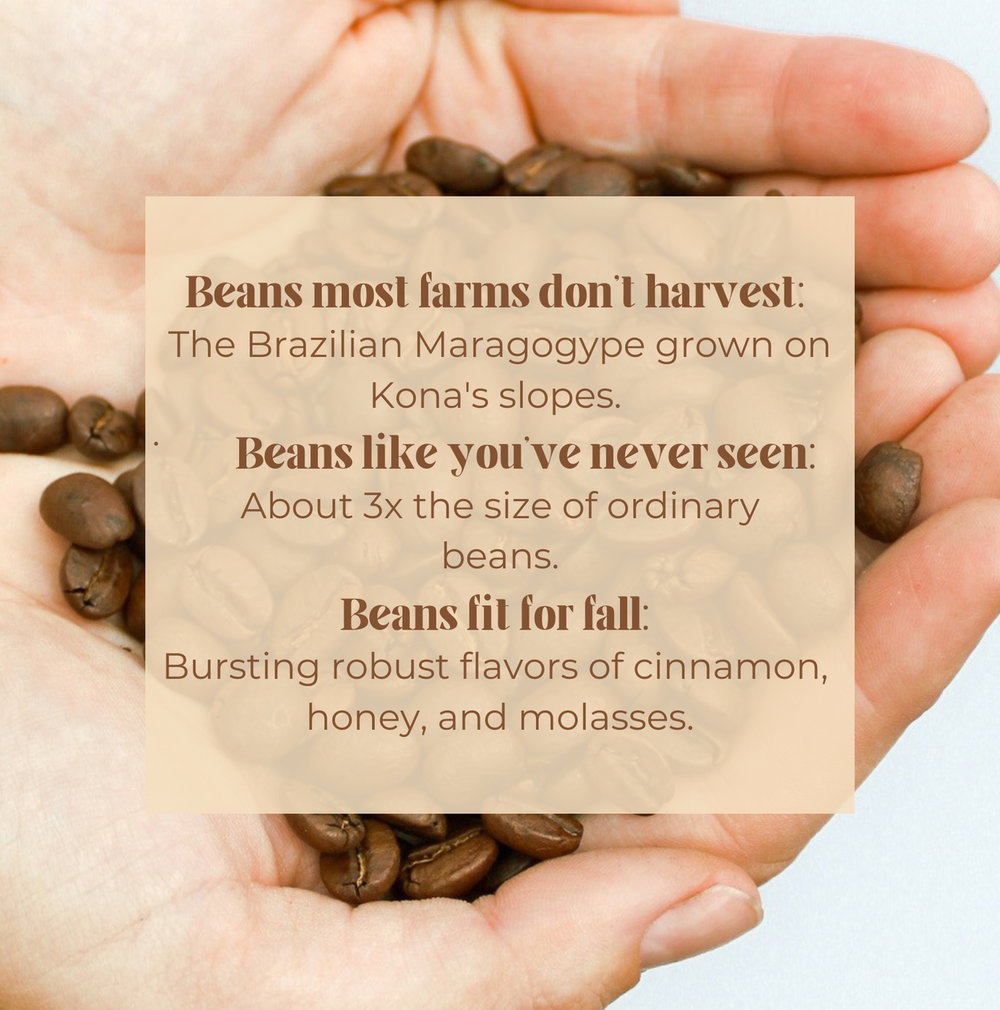 Big Bean Medium 8oz 100% Kona Coffee